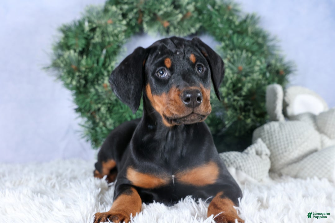 Doberman Pinscher dogs for sale: TINA - Ad 4