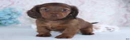 Miniature Dachshund dogs for sale: Hamilton - Ad 4