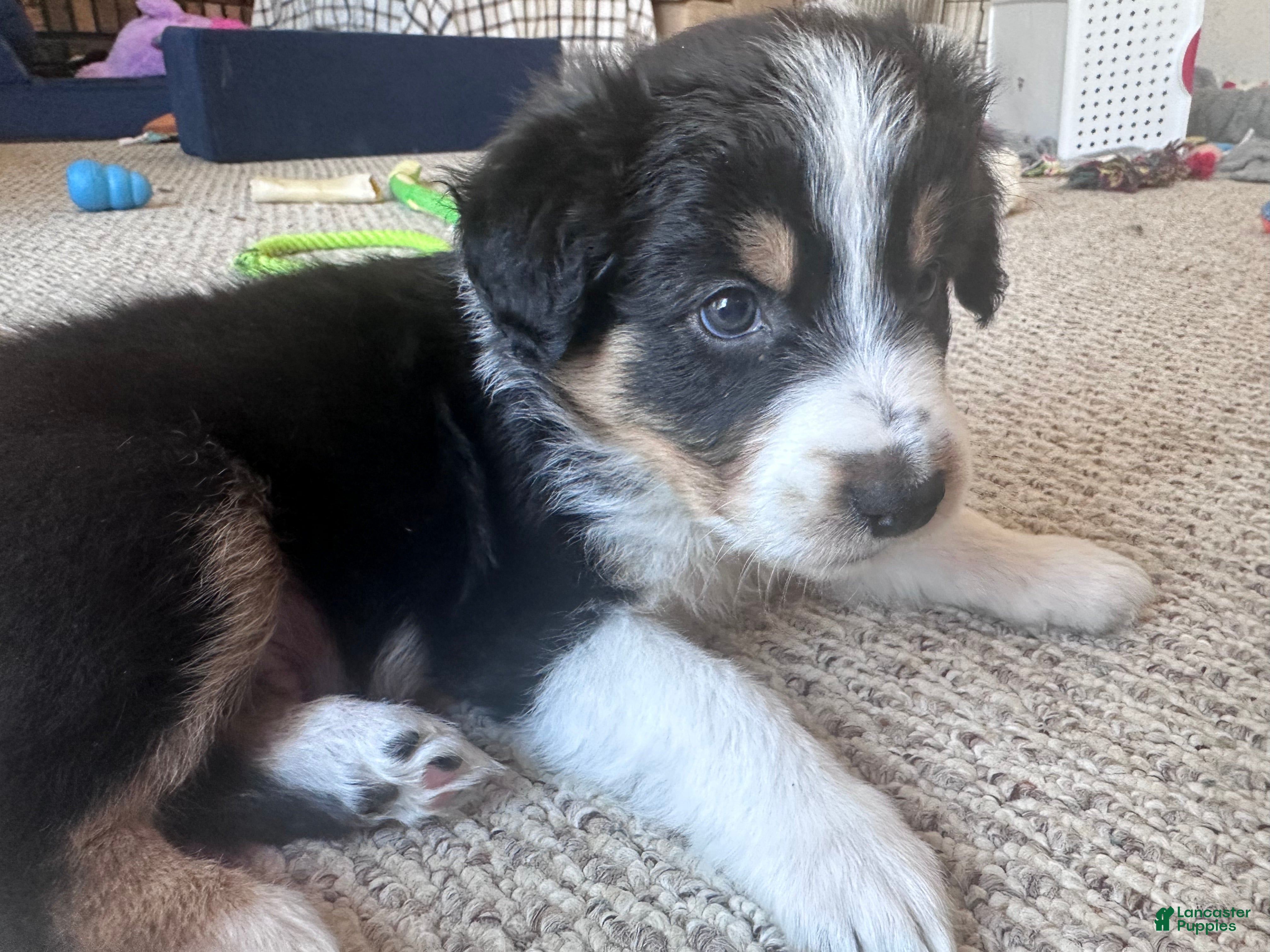 Australian Shepherd dogs Boulder - Ad 7