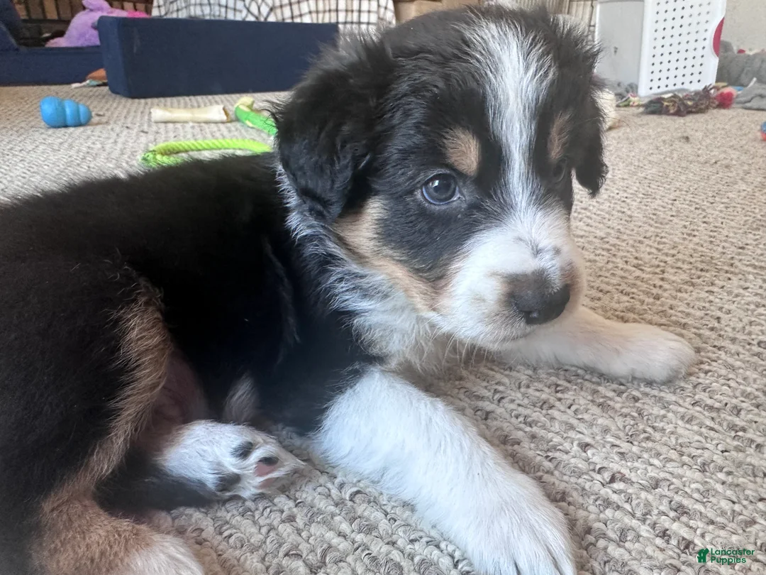 Australian Shepherd dogs for sale: Boulder - Ad 1