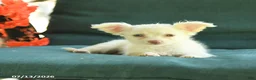 Chihuahua dogs for sale: Paisley - Ad 4