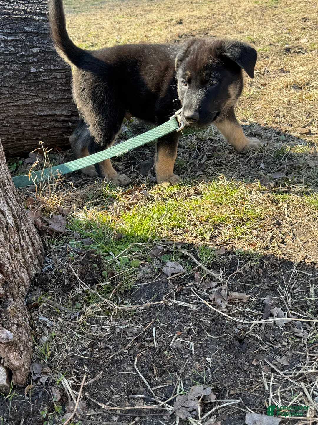 German Shepherd dogs for sale: Light blue - Ad 4