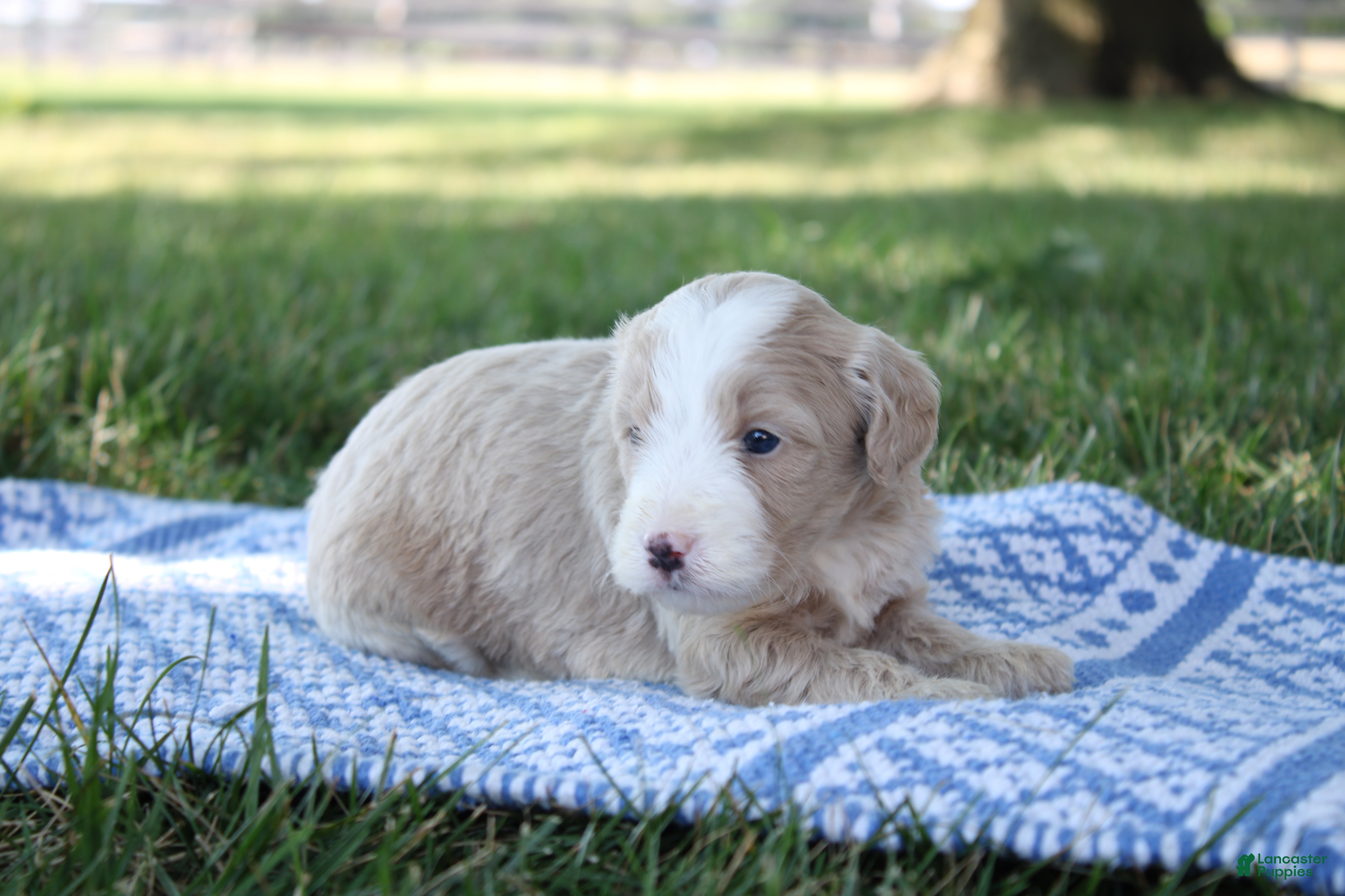 Mini Goldendoodle dogs Vinnie - Ad 2