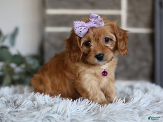 Cavapoo dogs Minnie - Ad 33