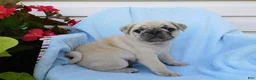 Pug dogs for sale: Hank - Ad 3