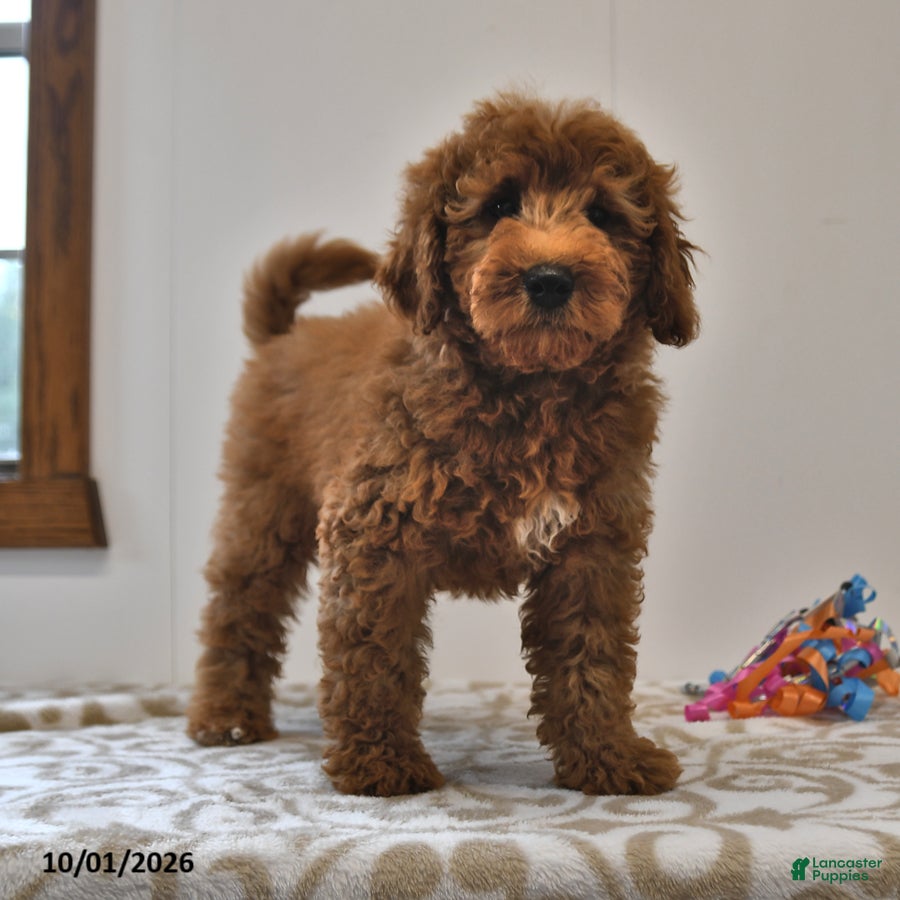 Murphy