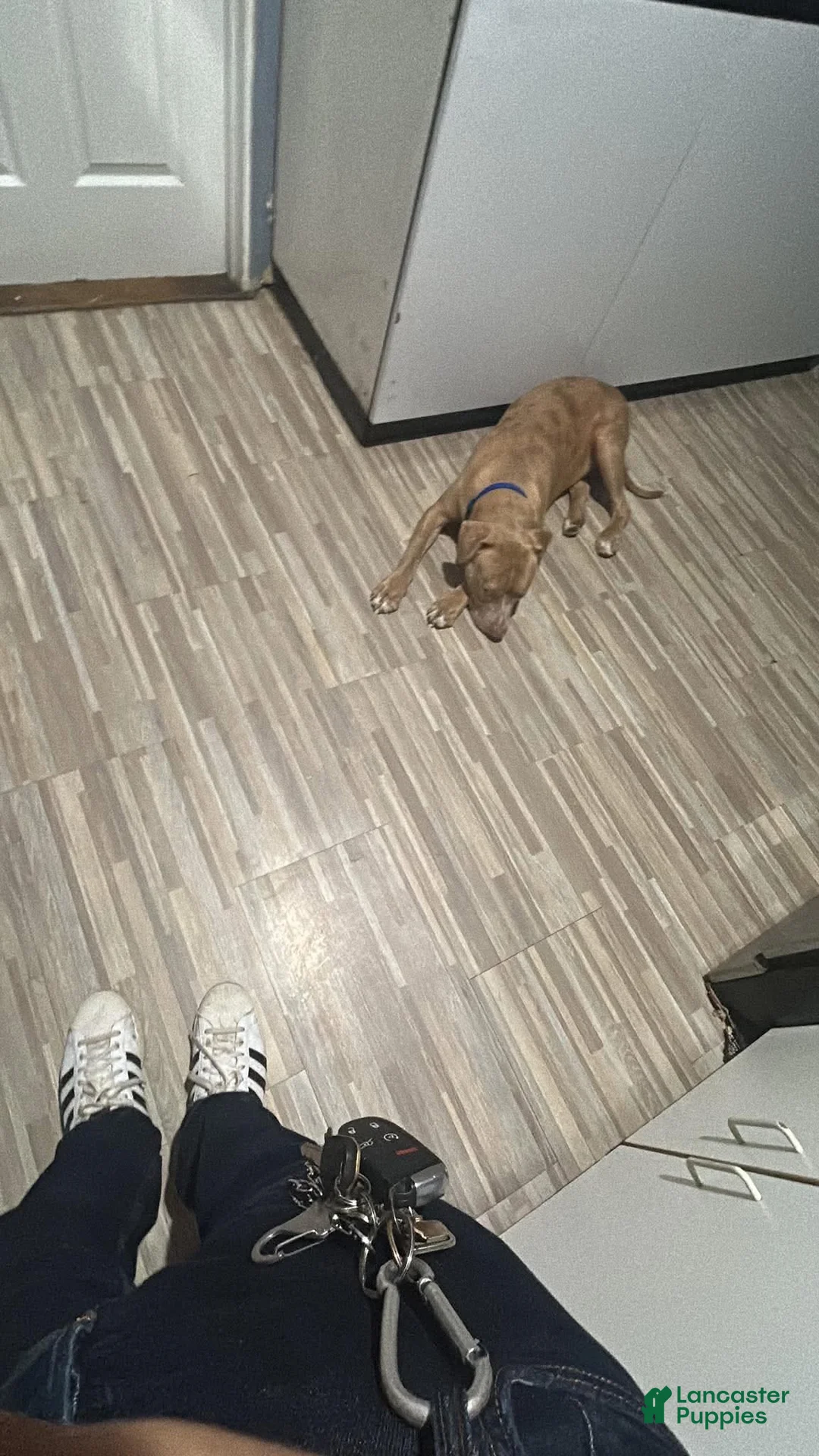 American Pit Bull Terrier dogs for sale: My sweet boy  - Ad 4
