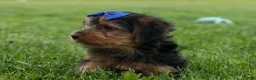 Yorkshire Terrier dogs for sale:  Bruno 🐶 - Ad 7