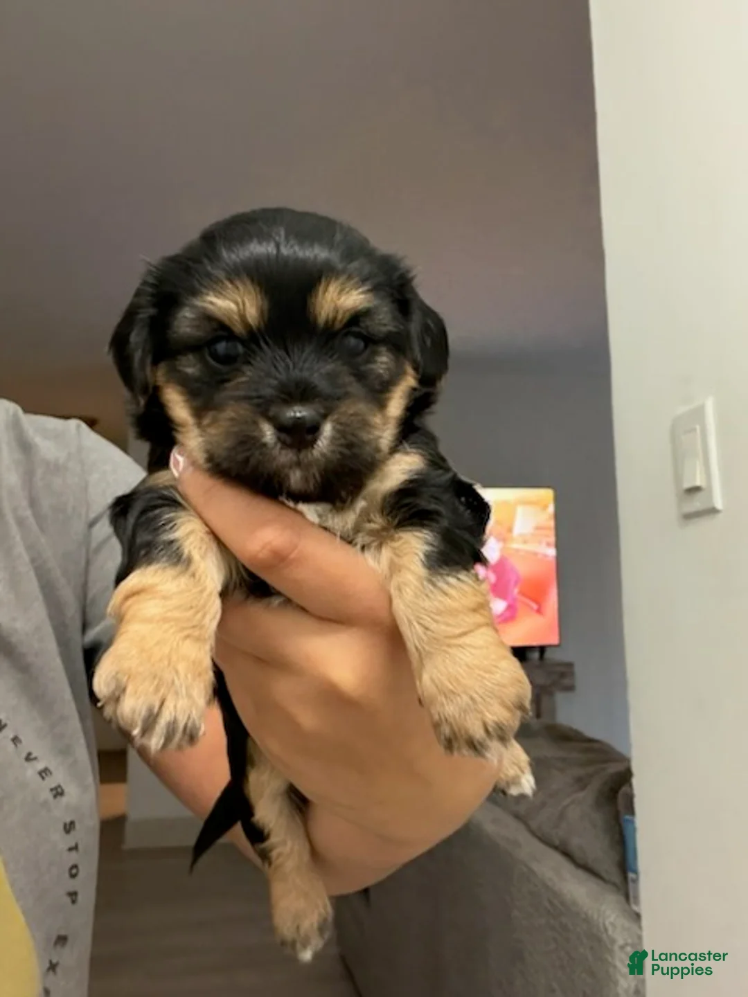 Shorkie dogs for sale: Boy 2 - Ad 1