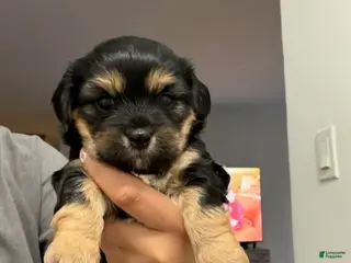 Shorkie dogs Boy 2 - Ad 15