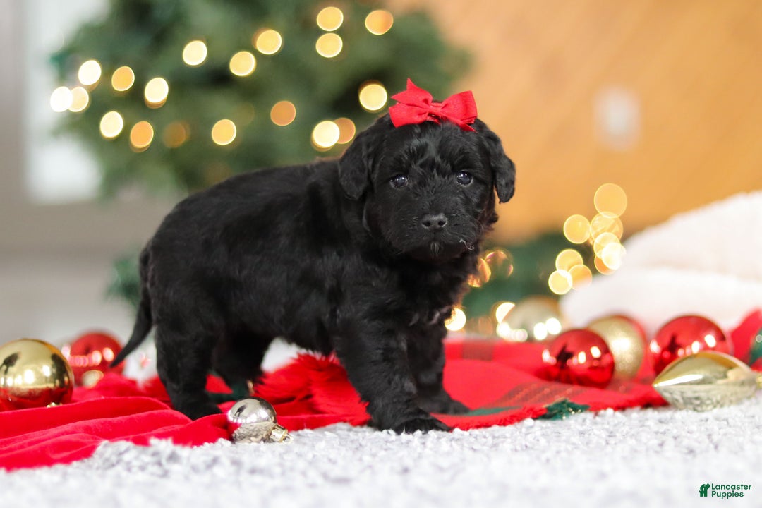 Mini Goldendoodle dogs for sale: Pippa  - Ad 2
