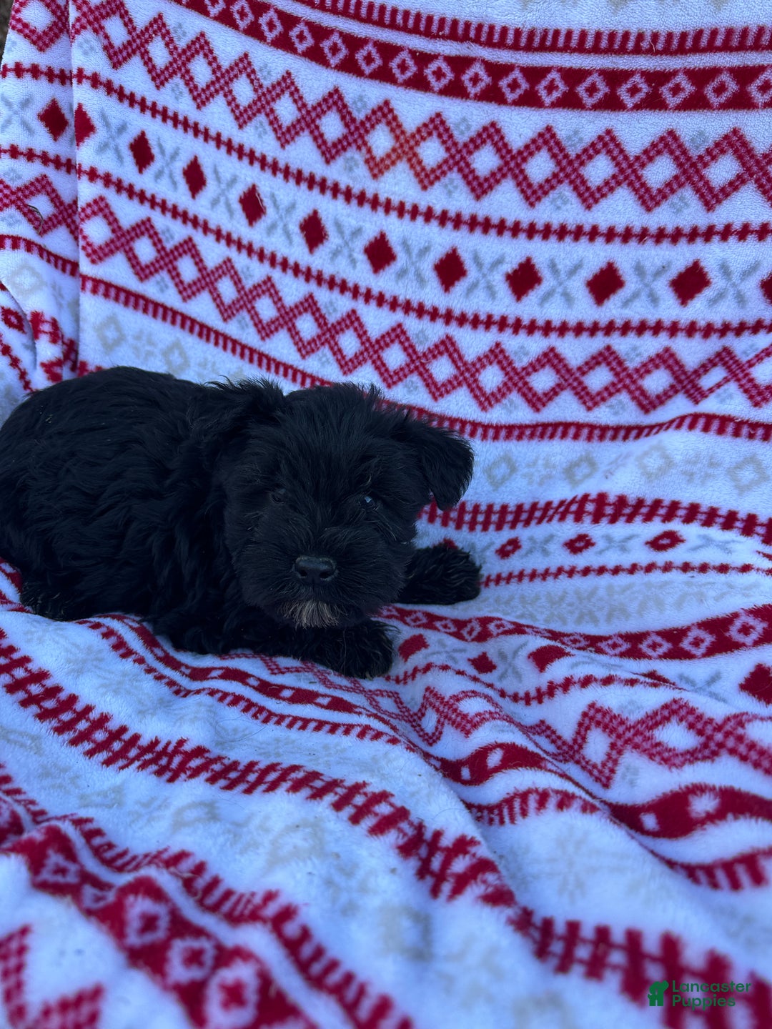 Miniature Schnauzer dogs for sale: Miniature Schnauzer Puppy 1- Rocky - Ad 4