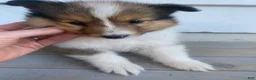 Shetland Sheepdog dogs for sale: Leif  - Ad 7