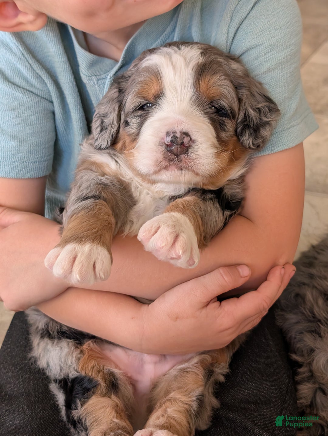 Mini Bernedoodle dogs for sale: Mini Baker  - Ad 11