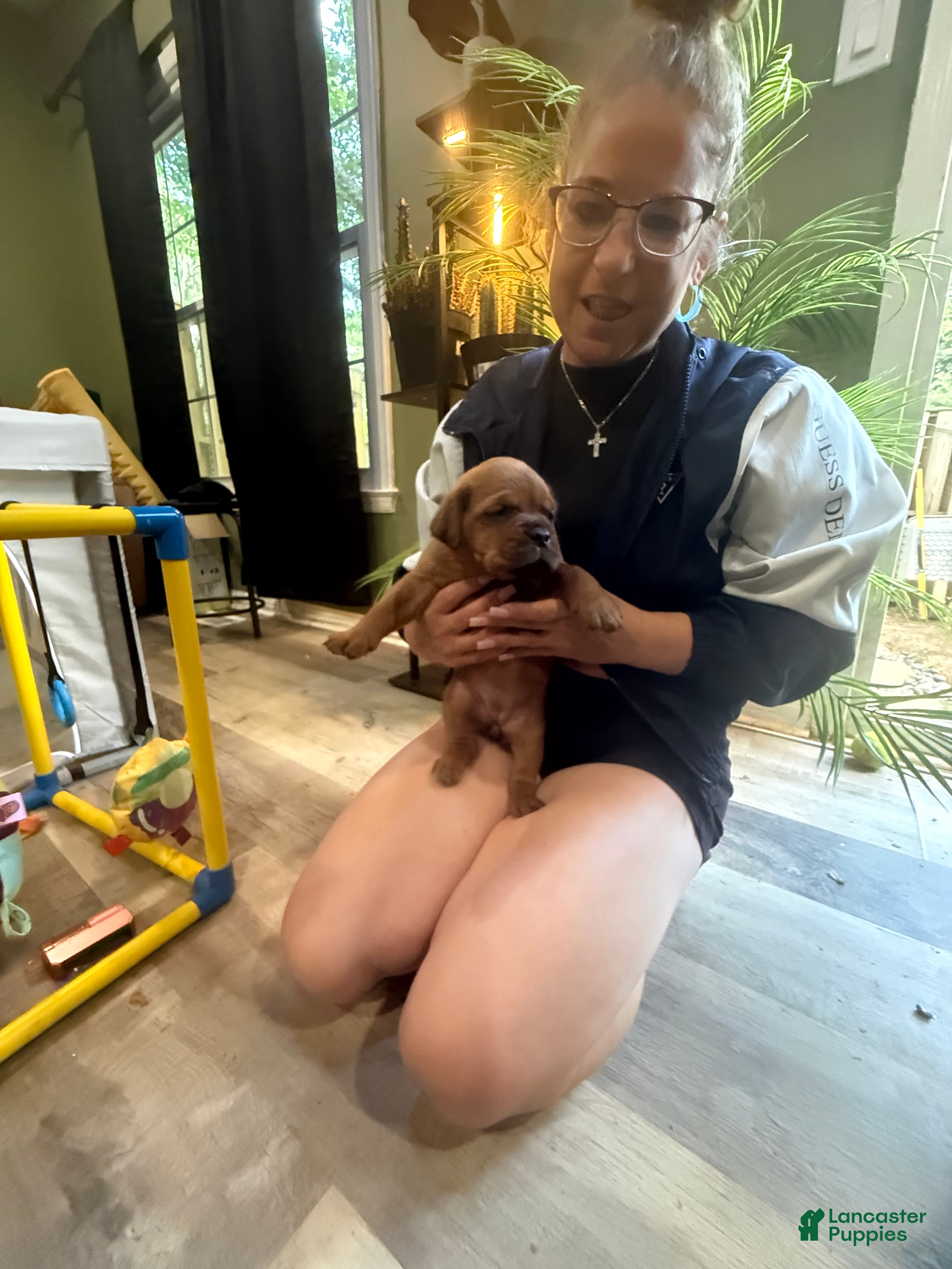 Dogue De Bordeaux dogs Dogue De Bordeaux Puppy 8 orange - Ad 1