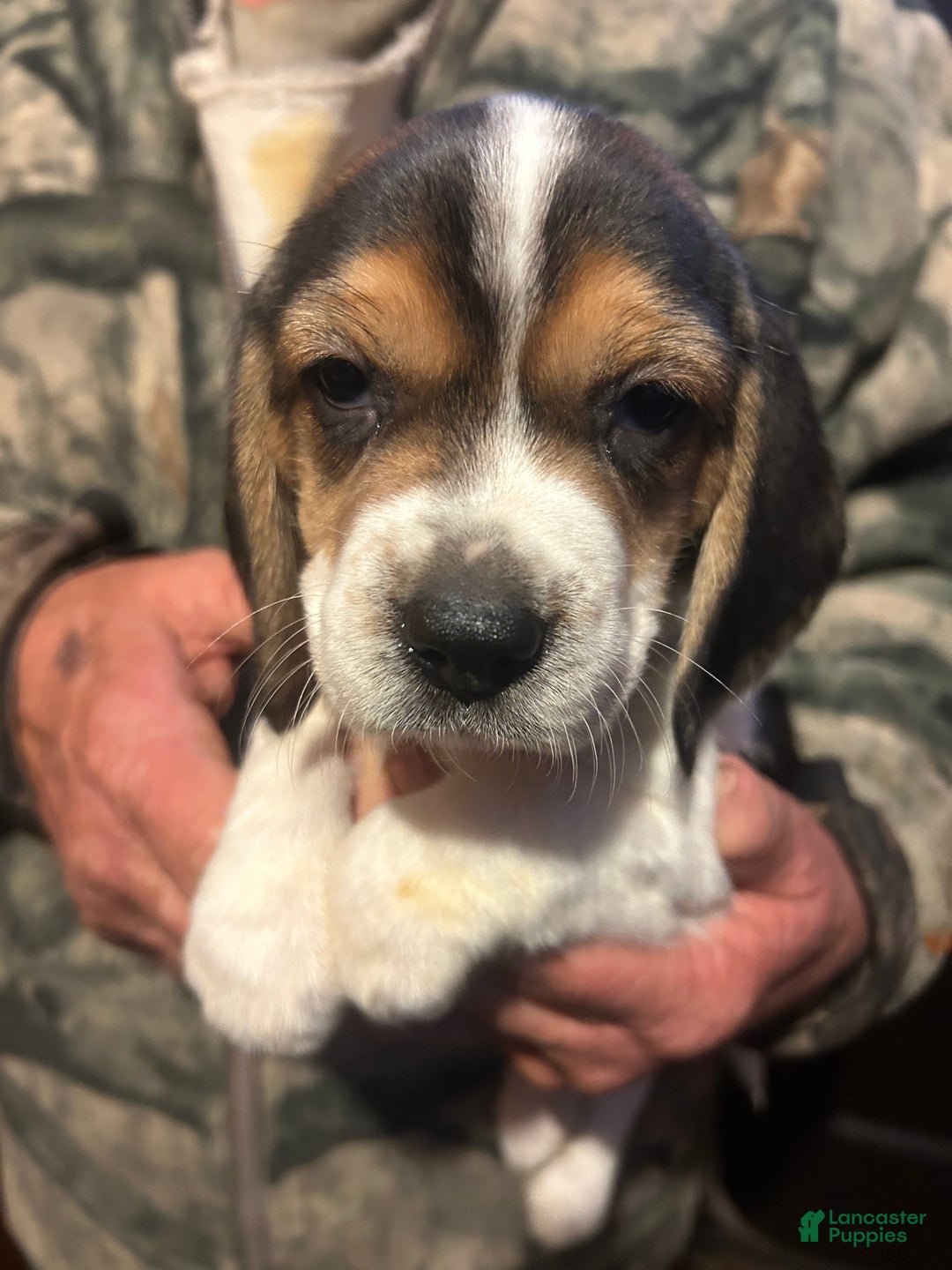 Beagle dogs for sale: Babe - Ad 1