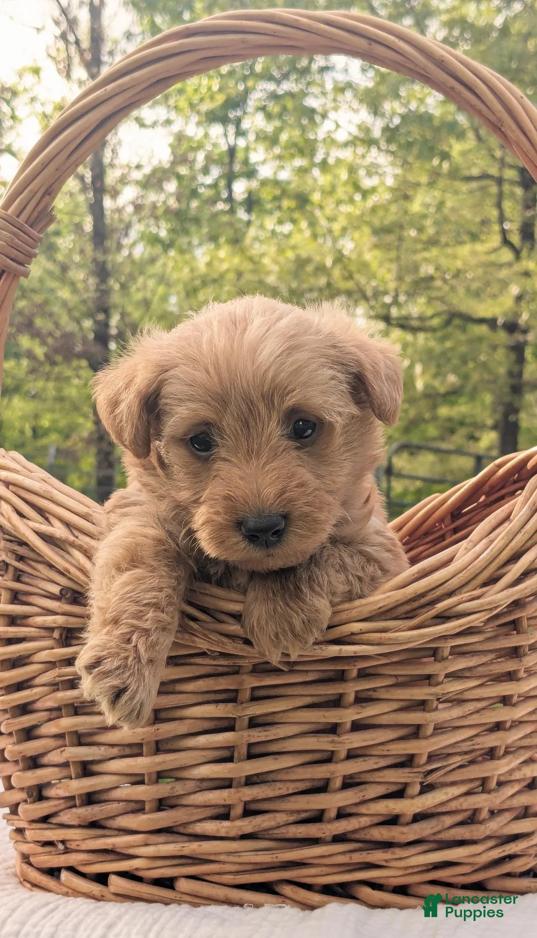 Mixed Breed dogs for sale: Tank - Ad 1