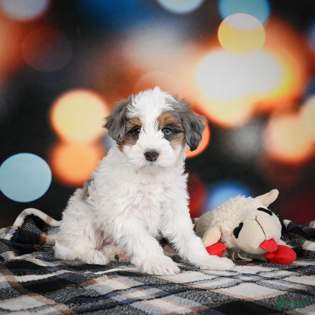 Mini Bernedoodle dogs for sale: Ginger - Ad 5