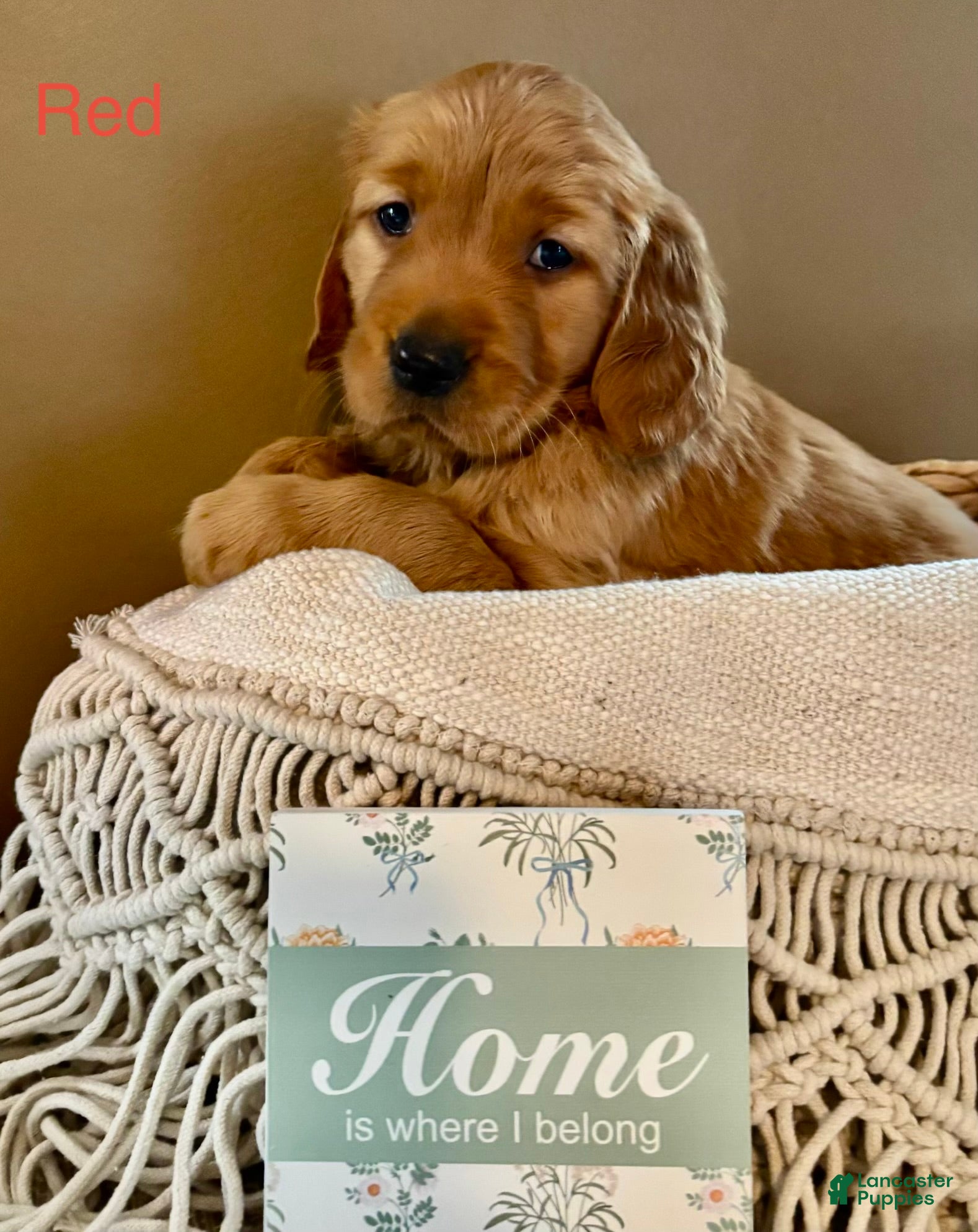Golden Retriever dogs for sale: Golden Retriever Puppy 5 "RED" - Ad 2