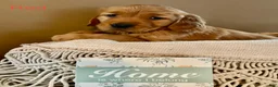 Golden Retriever dogs for sale: Golden Retriever Puppy 5 "RED" - Ad 1