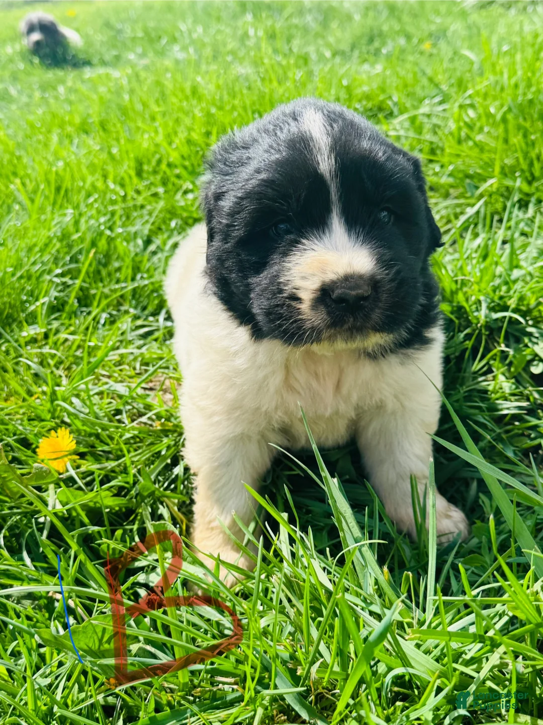 Mixed Breed dogs for sale: Mixed Breed Puppy 8 - Ad 1