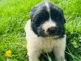Mixed Breed dogs for sale: Mixed Breed Puppy 8 - Ad 3