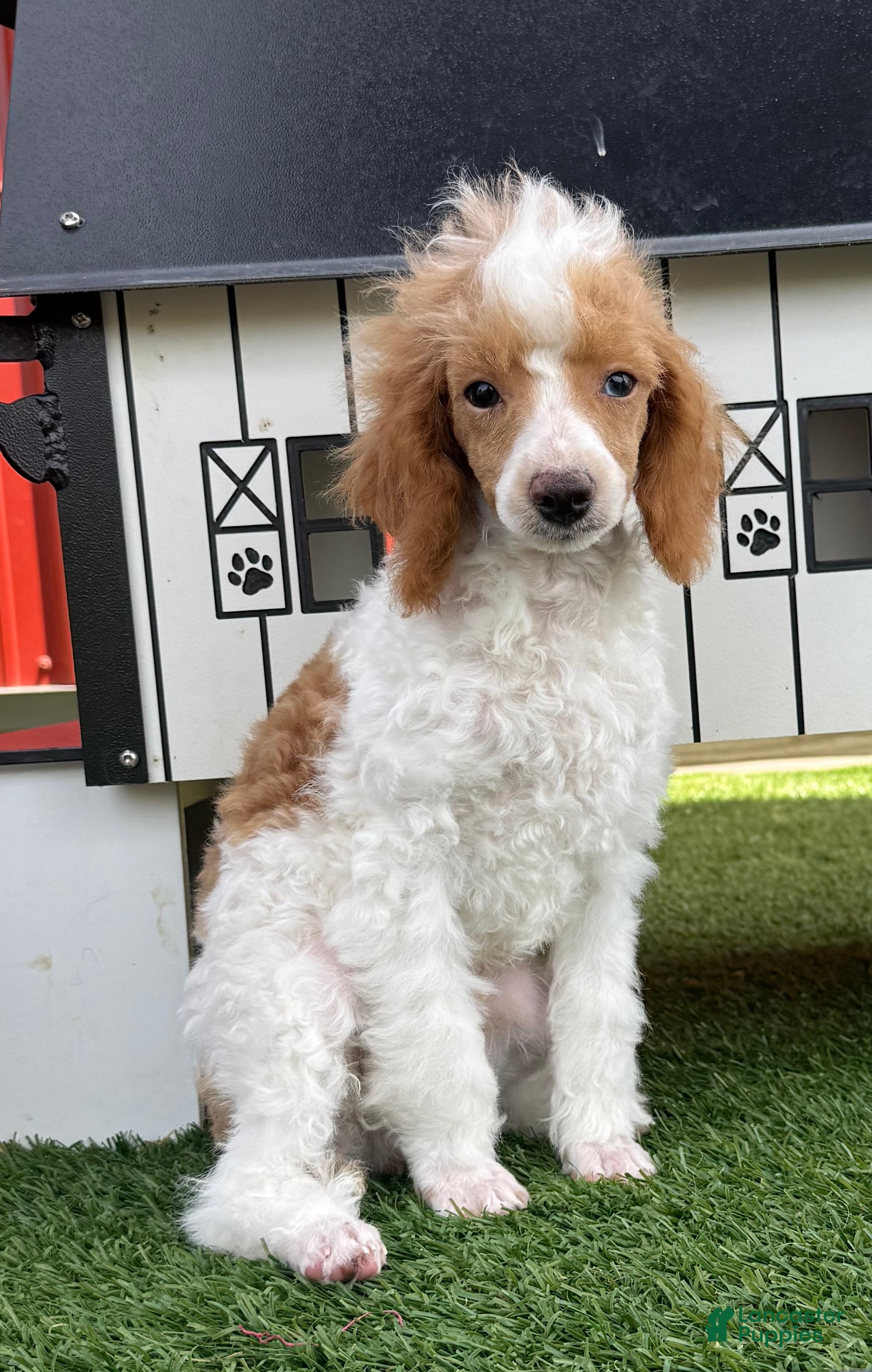 Miniature Poodle dogs Gavin Miniature Poodle Puppy  - Ad 1