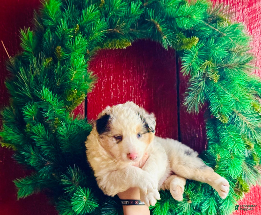 Mixed Breed dogs for sale: Mixed Breed Puppy 1 - Ad 1