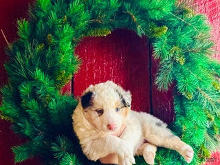 Mixed Breed dogs Mixed Breed Puppy 1 - Ad 26