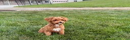 Maltipoo dogs for sale: Maltipoo Puppy 4 male  - Ad 8