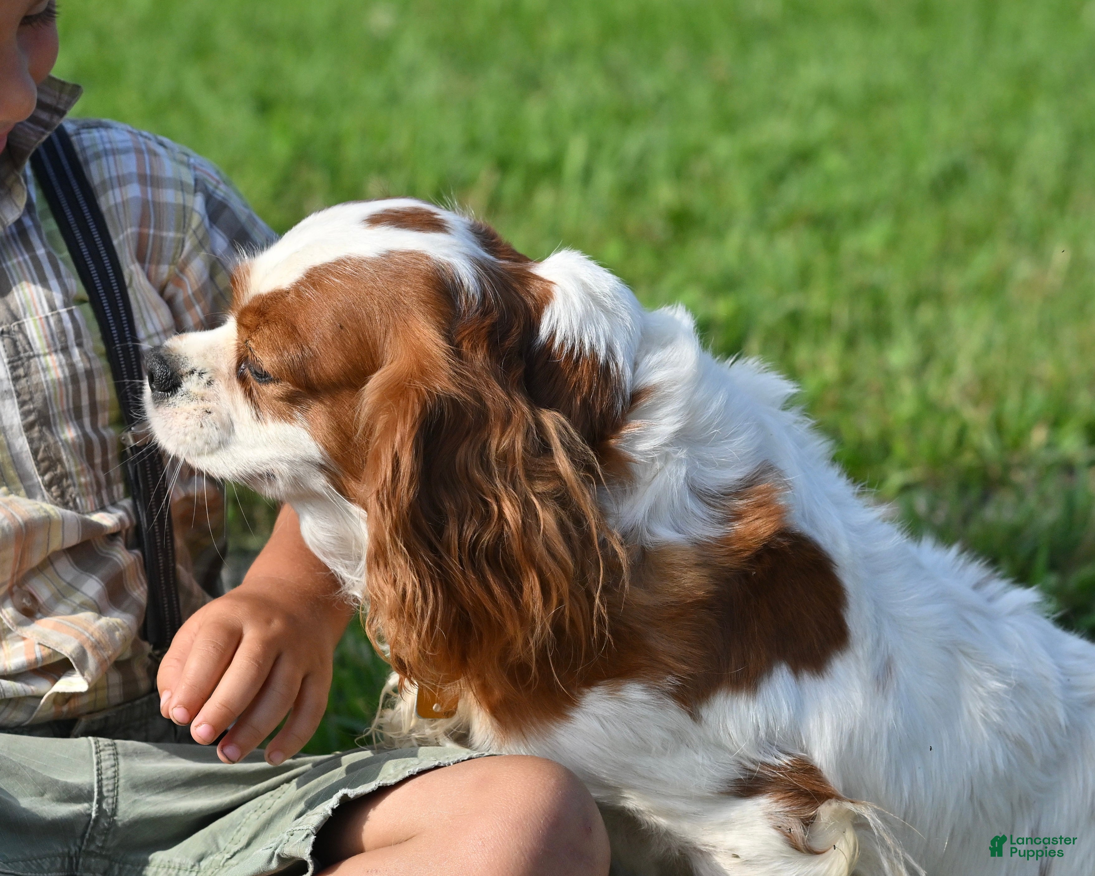 Cavalier King Charles Spaniel dogs Beulah - Ad 2