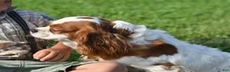 Cavalier King Charles Spaniel dogs for sale: Beulah - Ad 2