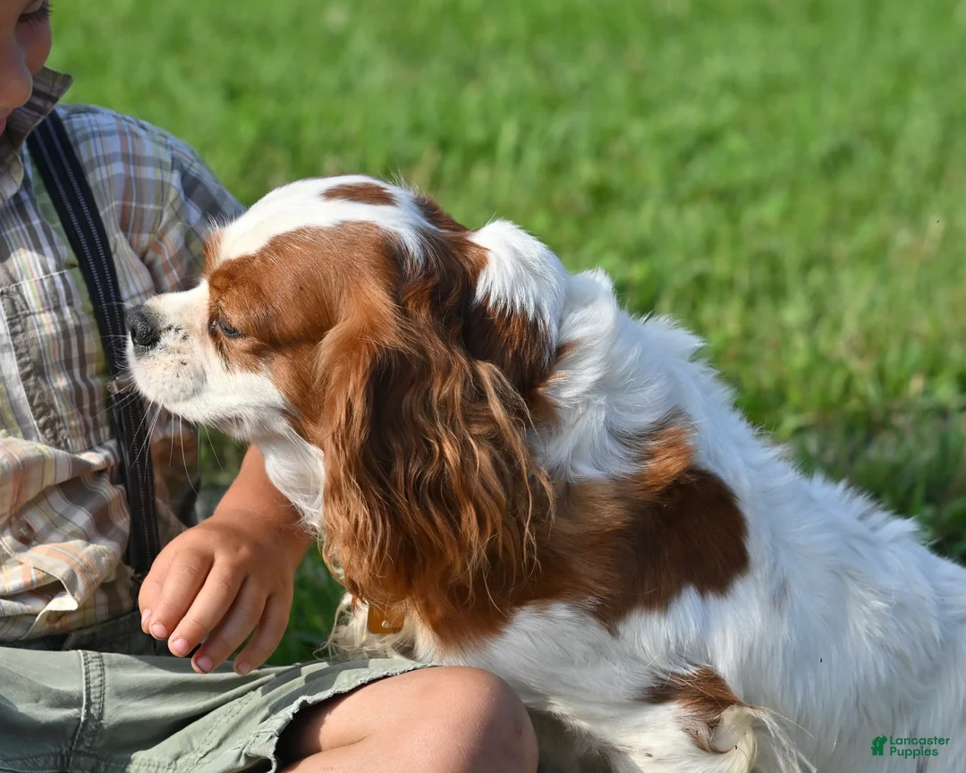 Cavalier King Charles Spaniel dogs for sale: Beulah - Ad 2