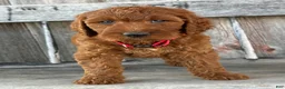 Irish Doodle dogs for sale: Brooklyn - Ad 6
