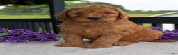 Goldendoodle dogs for sale: Archie  - Ad 17