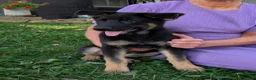 German Shepherd dogs for sale: Mati - Ad 15