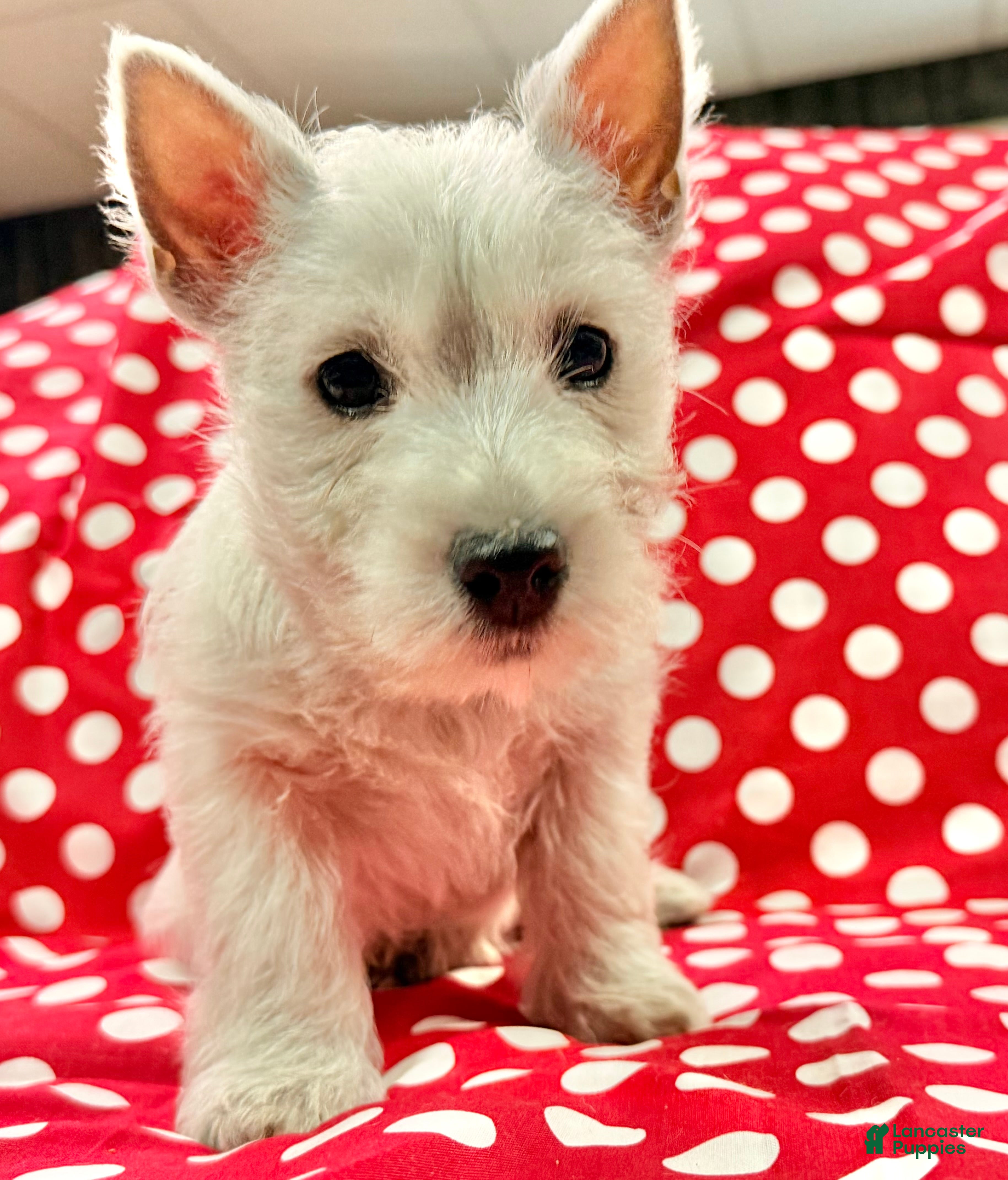 West Highland Terrier dogs Adysson - Ad 1