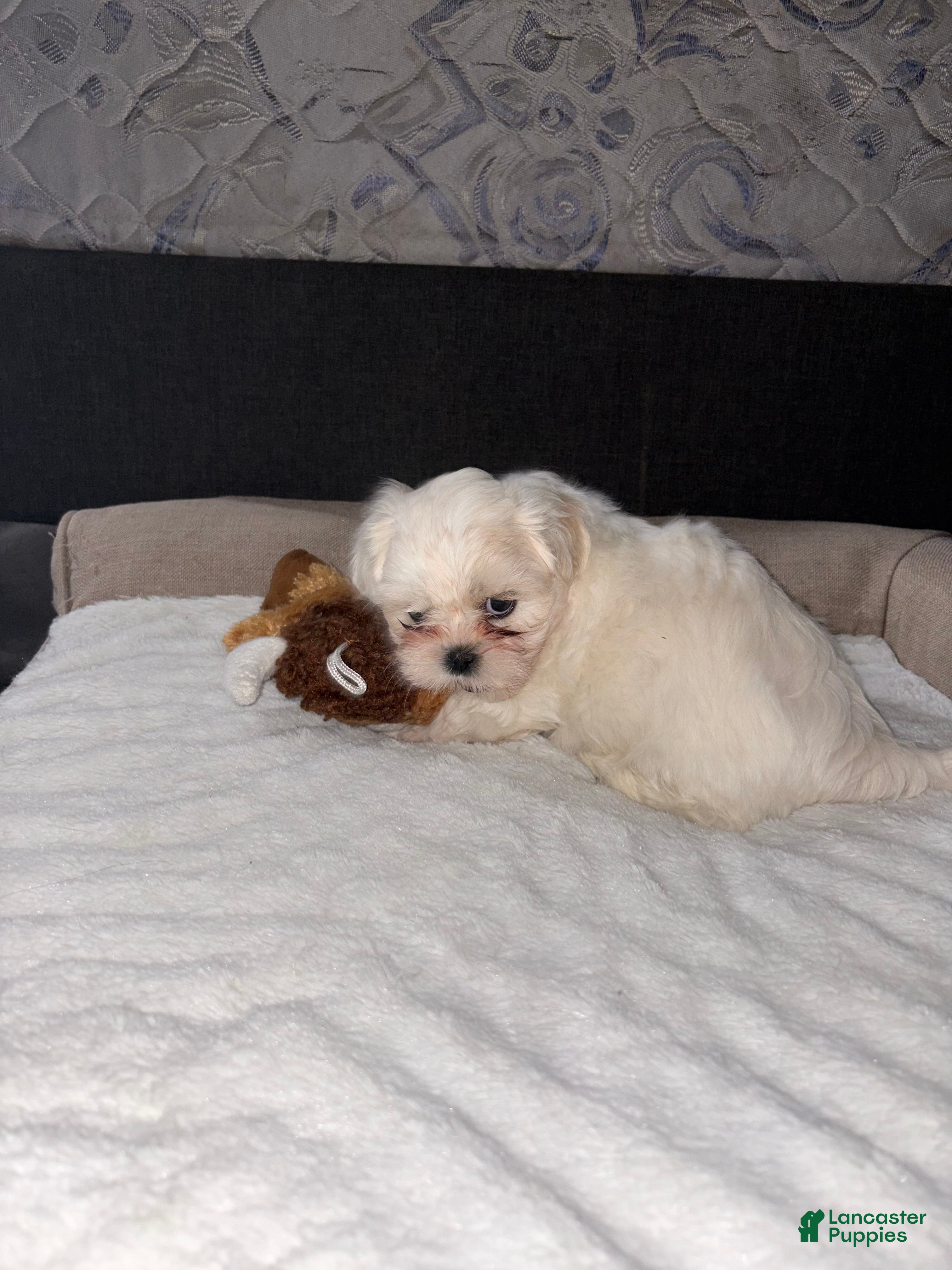 Shih Tzu dogs Shih Tzu Puppy 2 - Ad 19