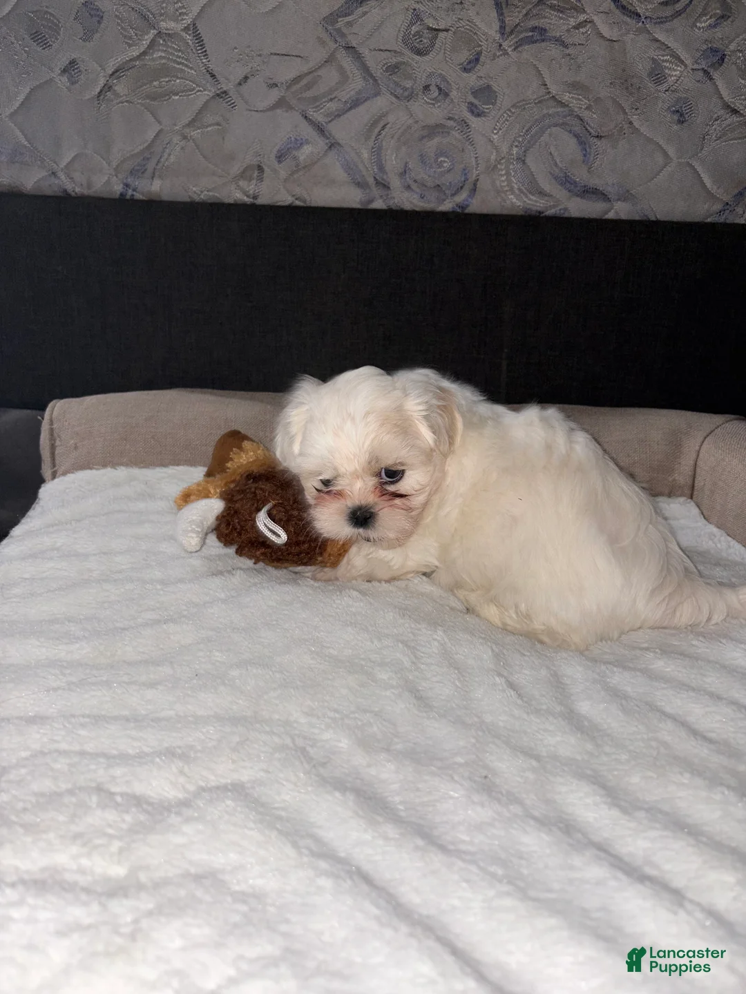 Shih Tzu dogs for sale: Shih Tzu Puppy 2 - Ad 1