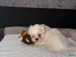 Shih Tzu dogs Shih Tzu Puppy 2 - Ad 16