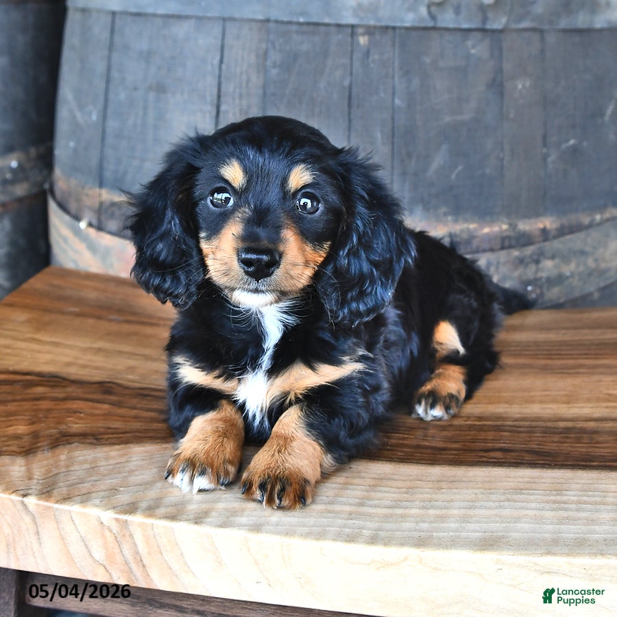 Miniature Dachshund dogs for sale: Dolly - Ad 1