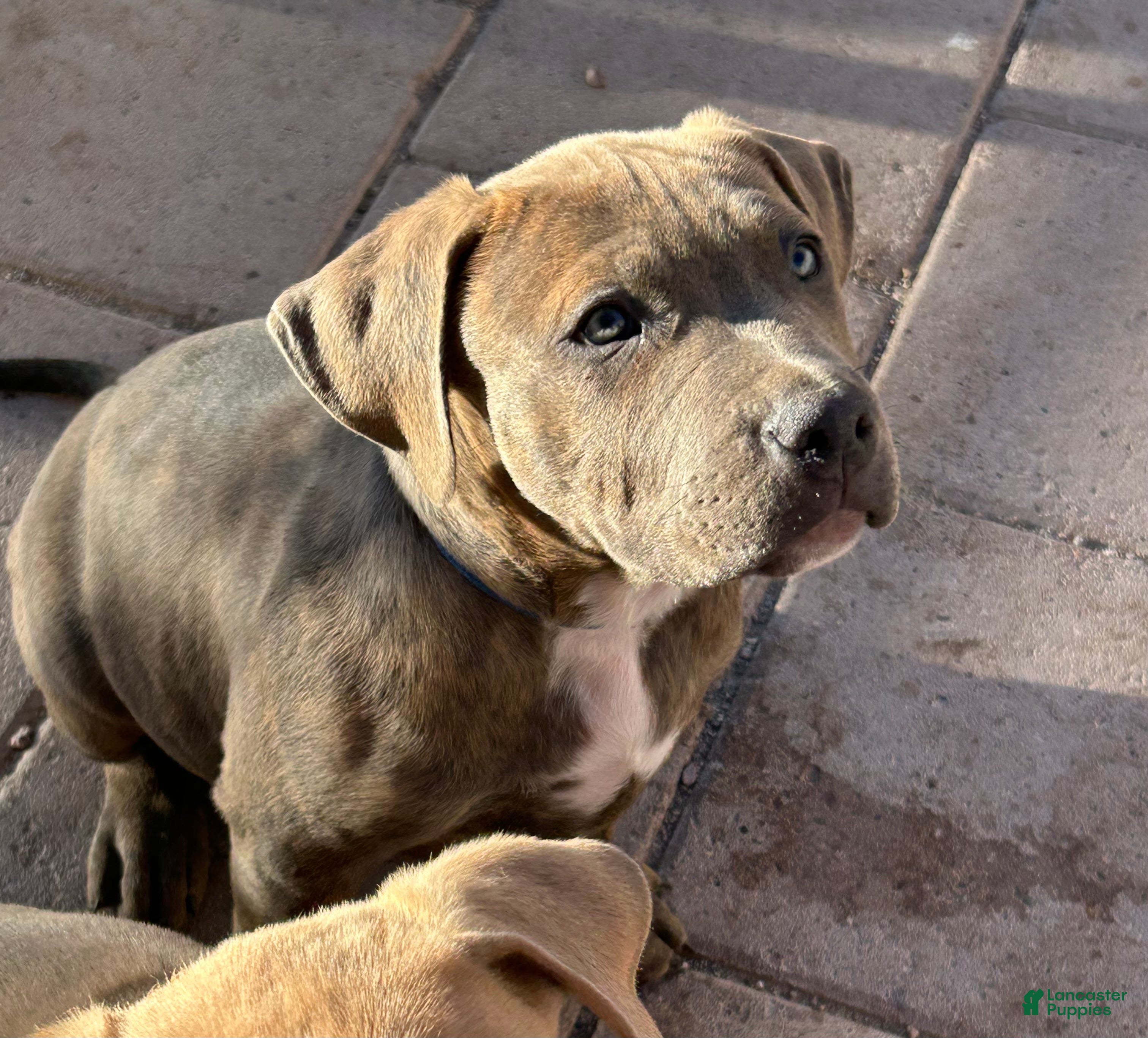 American Bully dogs GLACIUS - Ad 14