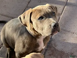 American Bully dogs GLACIUS - Ad 14