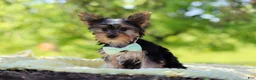 Yorkshire Terrier dogs for sale: Ollie - Ad 3