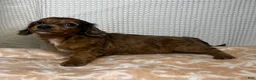 Miniature Dachshund dogs for sale: Tula  - Ad 6