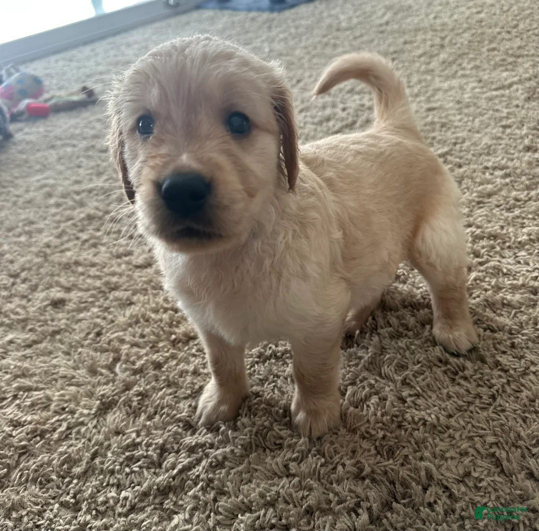 Golden Retriever dogs for sale: Duke - Ad 1