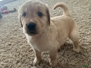 Golden Retriever dogs for sale: Duke - Ad 1