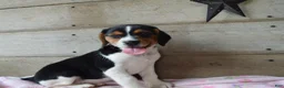 Beagle dogs for sale: Annie - Ad 7