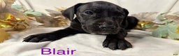 Great Dane dogs for sale: Blair - Ad 6