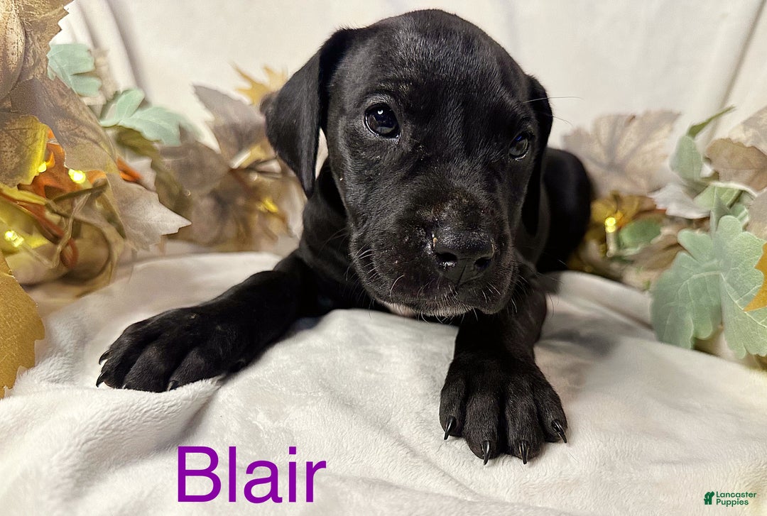Great Dane dogs for sale: Blair - Ad 6